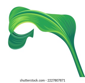 Vector beautiful tropical fresh green eucharis leaf tropical plant decorative element