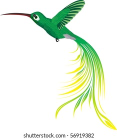 vector beautiful tropical hummingbird