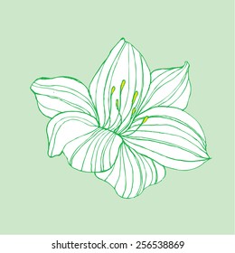 vector beautiful white flower green background