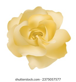 Vector beautiful yellow rose isolated on white background photorealistic gradient mesh.