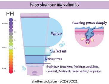 Vector beauty infographic diagram explained cosmetic facial cleanser ingredients components. Surfactant moisturizers in soap detergents unclog pores wash dirty skin care routine. PH scale 5.5 scheme