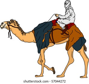 vector - bedouin riding a camel,isolated on background