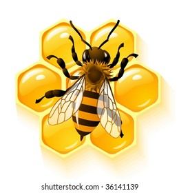 Vector bee and honeycombs