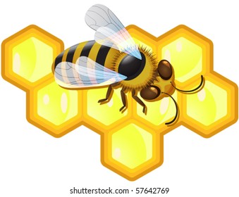 Vector bee and honeycombs, eps10 format