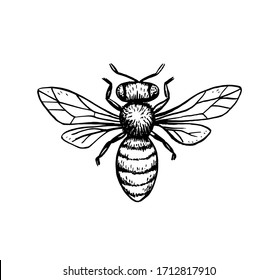 vector bee illustration, black and white ink hornet