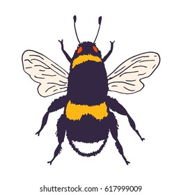 Vector bee illustration. Hand drawn ink sketch with bumblebee insect. Wild animal drawing