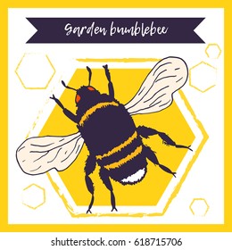 Vector bee illustration. Hand drawn ink sketch with bumblebee insect. Wild animal drawing with text and decorative frame, ribbon and honeycombs on background