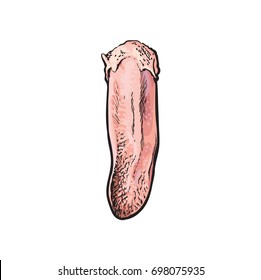 vector beef raw cutted tongue meat sketch. Isolated illustration on a white background. Hand drawn cow meat