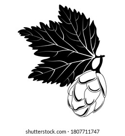 Vector Beer hop illustration . branch of hop malt for the brewery.  isolated on a white background. Label