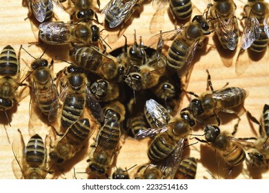 Vector of bees in the beehive. Symbol of insect and honey.