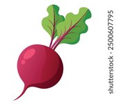 vector Beet, beetroot vegetable or radish with leaves.