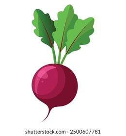 vector Beet, beetroot vegetable or radish with leaves.