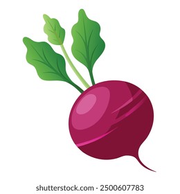 vector Beet, beetroot vegetable or radish with leaves.