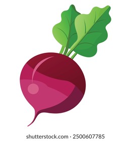 vector Beet, beetroot vegetable or radish with leaves.