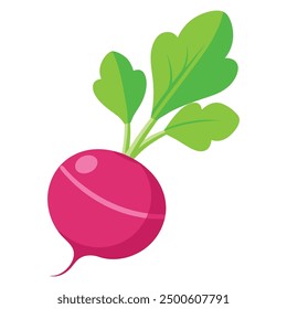 vector Beet, beetroot vegetable or radish with leaves.