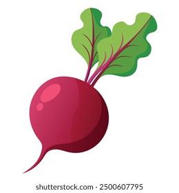 vector Beet, beetroot vegetable or radish with leaves.