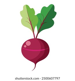 vector Beet, beetroot vegetable or radish with leaves.