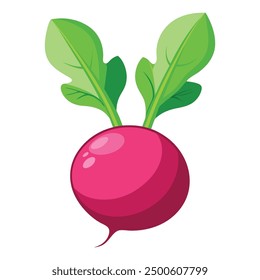 vector Beet, beetroot vegetable or radish with leaves.