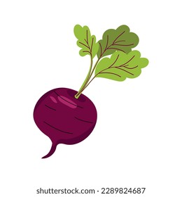 remolacha vectorial. Ilustración vegetal para el menú del mercado agrícola. Diseño de alimentos saludables.