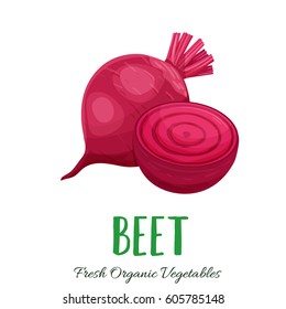 Vector beet. Vegetable illustration for farm market menu. Healthy food design