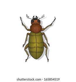 Vector beetle