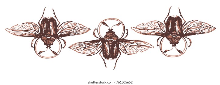 vector beetle with wings, scarab, brown brown ink freehand drawing of a beetle with wings pattern. insect animal illustration stylized cartoon beetle lace
composition of beetles
