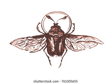 vector beetle with wings, scarab, brown