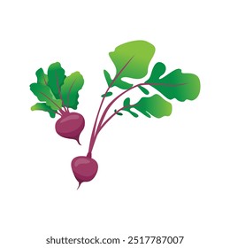Vektorgrafik Rübe für gesunde Bio-Lebensmittel