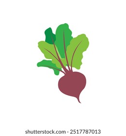 Vector Beetroot Illustration for Healthy Organic Food
