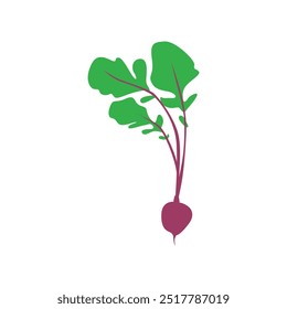 Vector Beetroot Illustration for Healthy Organic Food