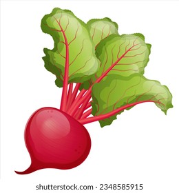 Vector beetroot with leafs on white background.