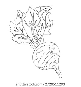 Arte de línea de remolacha de Vector, conjunto de diseño de pintura a mano, formato EPS, dibujo de contorno para el dibujo de remolacha, conjunto de iconos dibujados a mano Doodle, dibujo de contorno de remolacha, diseño de Vector
