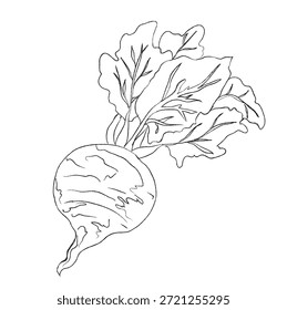Un arte de línea de remolacha de Vector, conjunto de diseño de pintura a mano, formato EPS, dibujo de contorno para el dibujo de remolacha, conjunto de iconos dibujados a mano de Doodle, dibujo de contorno de remolacha, diseño de Vector