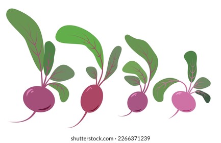 Las raíces de remolacha vectorial se establecen aisladas en un fondo blanco.