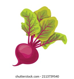 Vector beets isolated on background.Card, banner, sticker, poster, print. Vector illustration.