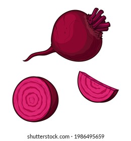 Vector beets isolated on a white background. Red beetroot whole, cut, slice. Set of beets.