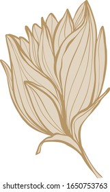 Vector beige, brawn flowers with leaves on an white isolated background. In style cartoon.  Use as a postcard, in graphic design, product packaging, branding, wedding invitation, cloth textile. 