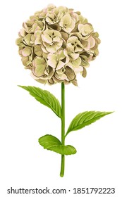 Vector beige hydrangea flower with green stem and foliage on white background without shadow.