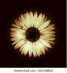 vector beige realistic gerbera on a black background