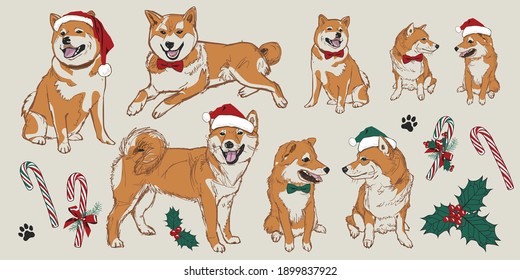 Vector beige shiba inu Christmas dogs elements with santa hats, holly and candy canes. Perfect for greeting card or pet shop visuals.