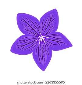 flor campana vectorial (Campanula) aislada en fondo blanco