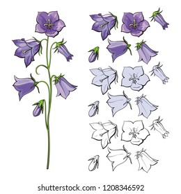 Vector bellflower blossoms, stems, leaves and bouquets set. Natural summer, spring meadow plants with blue red purple petals, monochrome. Floral natural illustration for poster, textile decoration