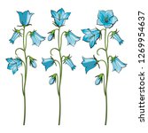 Vector bellflower stems with blossoms set. The capanula flower with open and closed blossoms, blue petals. Natural summer, spring meadow plants. Floral natural illustration for poster decoration