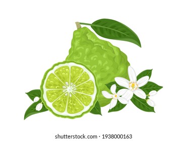 Vector bergamot citrus. Illustration of tropical fruit, slice, flowers and green leaves isolated on white. Cartoon flat style. 