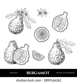 Vector bergamot drawn sketch. Sketch vector food illustration. Vintage style. Botanical drawing.