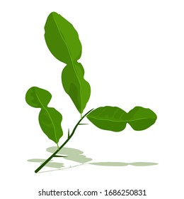 Vector of bergamot leaf with shadow. Green leaves and twigs.