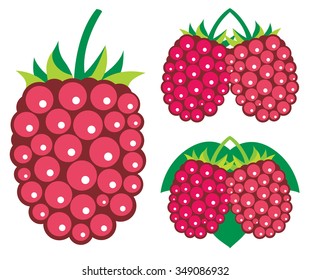 Vector berries. Collection of raspberry fruits vector illustrations