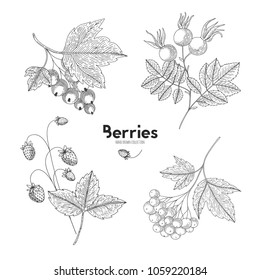 Vector berries isolated on white background. Viburnum, currant, wild strawberry, rosehip. Contour outline style. Designed to create package of health and beauty natural products