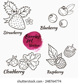 Vector berries set. Hand drawing berries. Strawbe?ry, blueberry, cloudberry and raspberry.