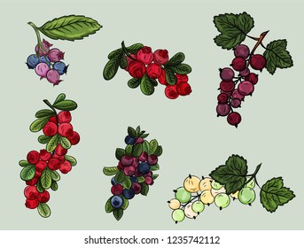 Vector berries set. Hand drawn  berries collection. Blueberry, blackberry, shad berry, red bilberry, black currant, white currant isolated. Colorful berry pack.